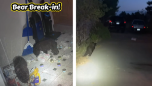 Police Find Bear Cubs at Break-In
