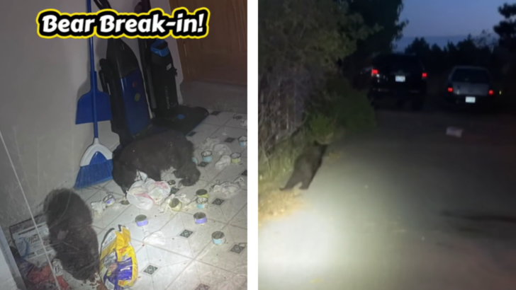 Colorado Police Respond to a Break-in Report Only to Discover Two Adorable Bear Cubs