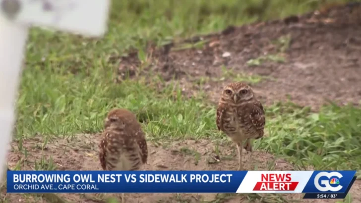 Florida Residents Are Heartbroken After a Burrowing Owl Nest Is Cleared for a Sidewalk, Despite It Being a Threatened Species