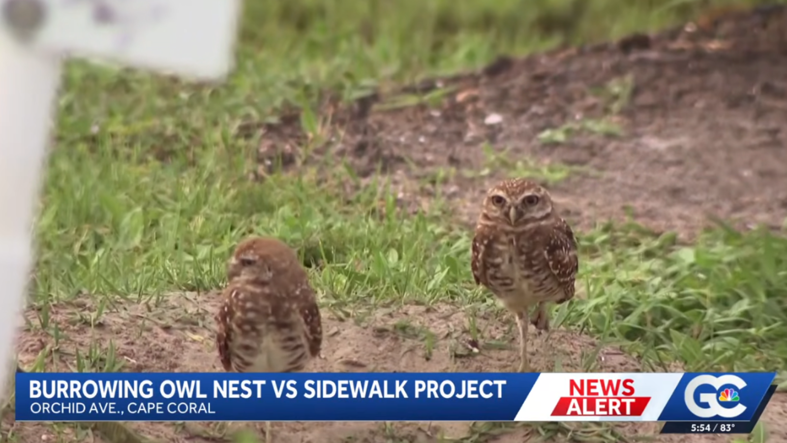 City Removes Owl Burrow for Sidewalk