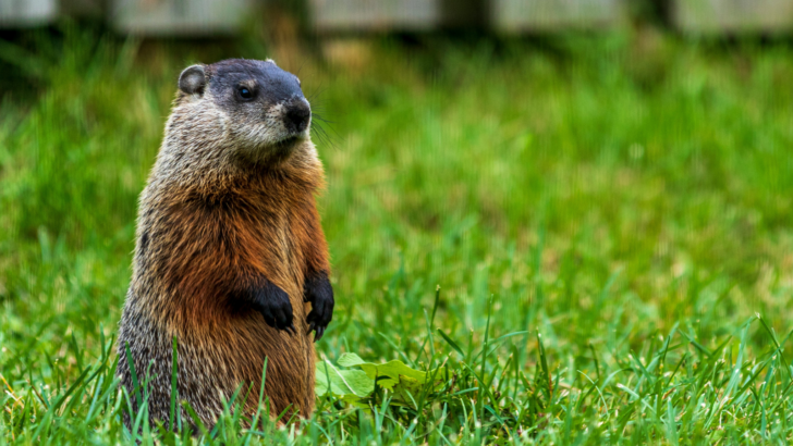 A Rabid Groundhog is Terrorizing a New Jersey Neighborhood