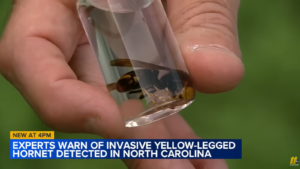 Yellow-Legged Hornet Found in North Carolina