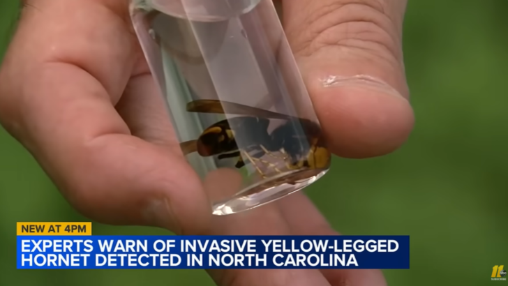 The Invasive Yellow-Legged Hornet is Now Found in North Carolina