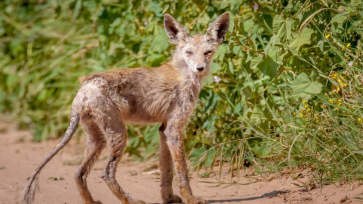 A Pennsylvania Neighborhood is on High Alert After Spotting Sick Foxes