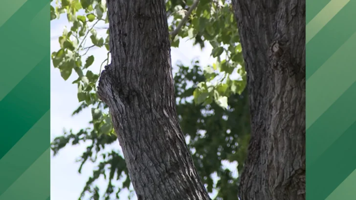 An Austin Man Claims the City Violated His Constitutional Rights When They Fined Him for Trimming His Trees