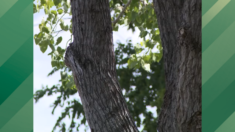 Austin homeowner sues city over tree