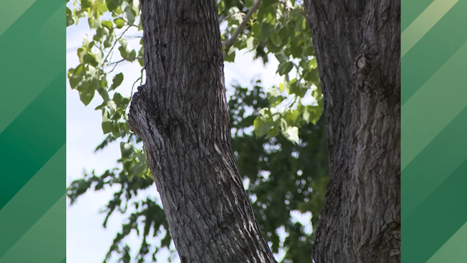 Austin homeowner sues city over tree