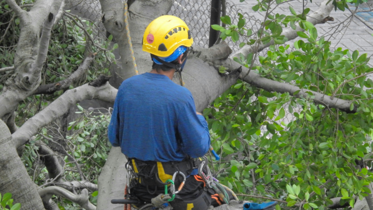 Neighbors Get Into It After One of Them Cuts a Tree Down on the Other’s Property Without Permission