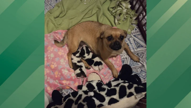 A Rescue Pup Gives Birth to an Adorable Litter of Puppies That Look Suspiciously Like Cows