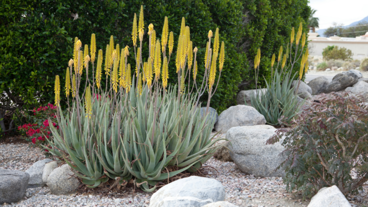 Homeowner Urged to Hold Off on Landscaping to Keep the Peace With Neighbor