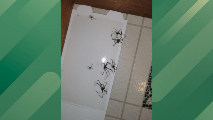 Missouri Homeowner Makes a Horrifying Discovery About a Spider Infestation: ‘Burn the House Down’