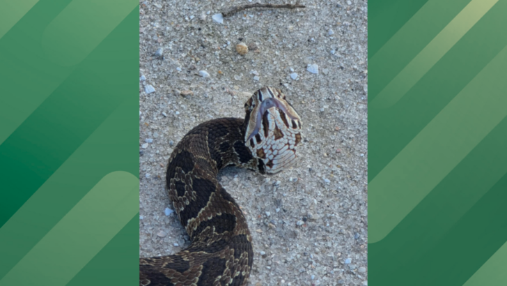 Florida Mountain Biker Finds Cottonmouth and Pygmy Rattlesnake Hanging Out Together on a Mountain Bike Trail