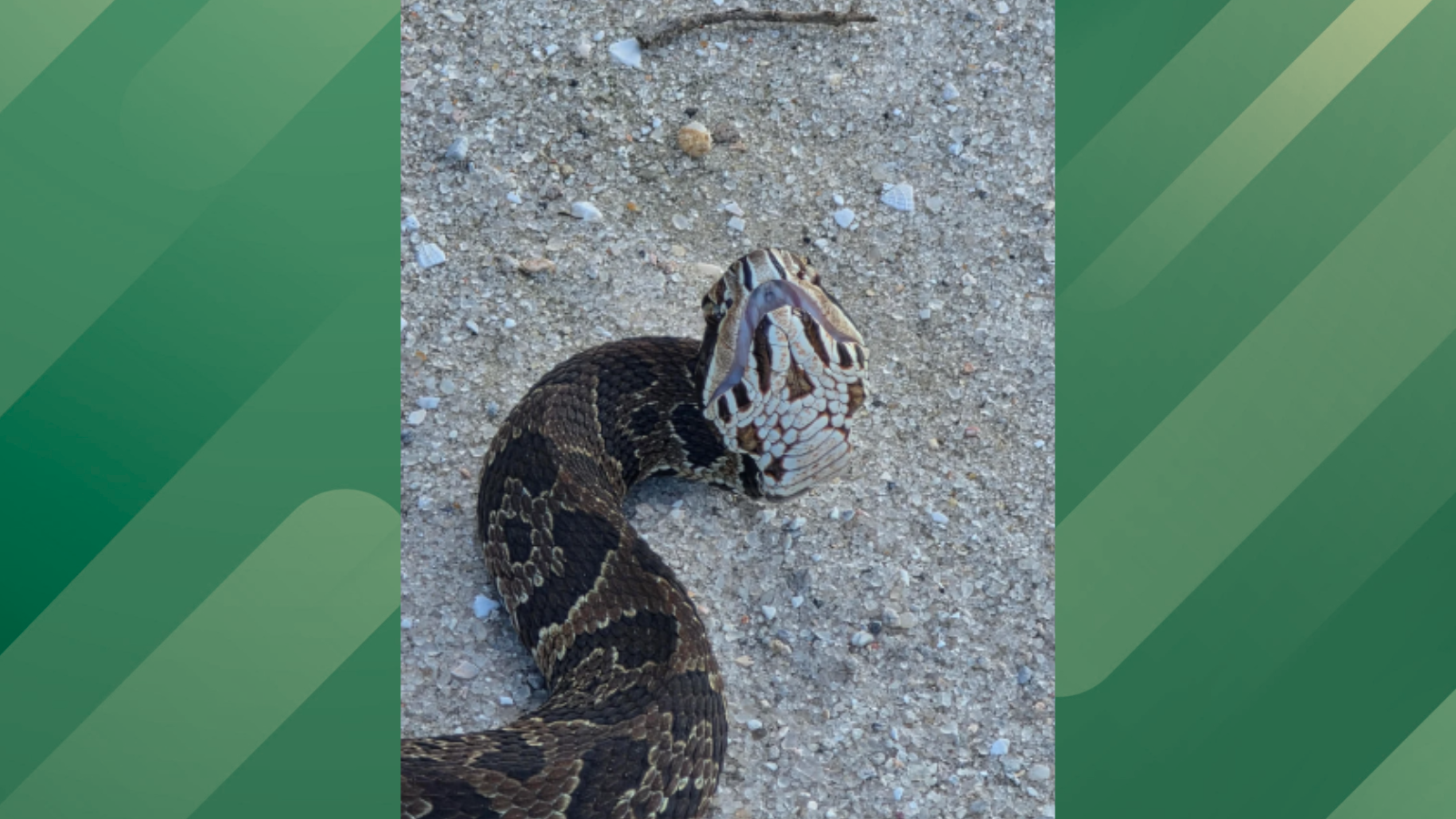 Florida man found cottonmouth and pygmy rattlesnake together
