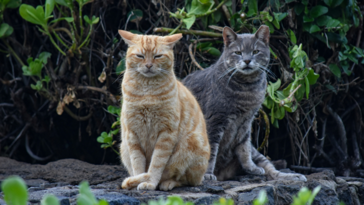 The Neighbor’s Stray Cats Are Using a Homeowner’s Garden as a Litter Box: What Can They Do?