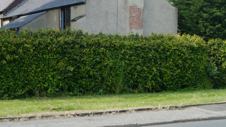 Homeowner Says Their Neighbor Wants Them to Foot the Bill for a Brand New Privacy Hedge