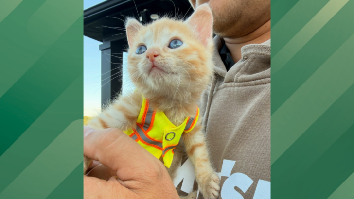 Kitten Rescued From a Construction Site Becomes Company’s Unofficial Mascot