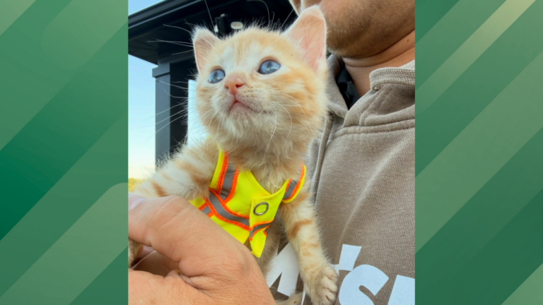 kitten rescued from construction site.