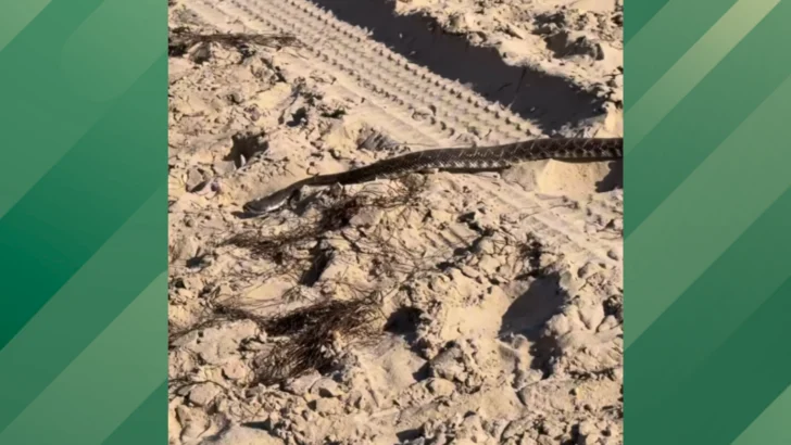 Viper Found in a Common California Area Ruined This Man’s Day