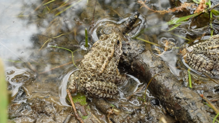 Mississippi Couple Releases 500 Endangered Frogs Into Their Own Backyard