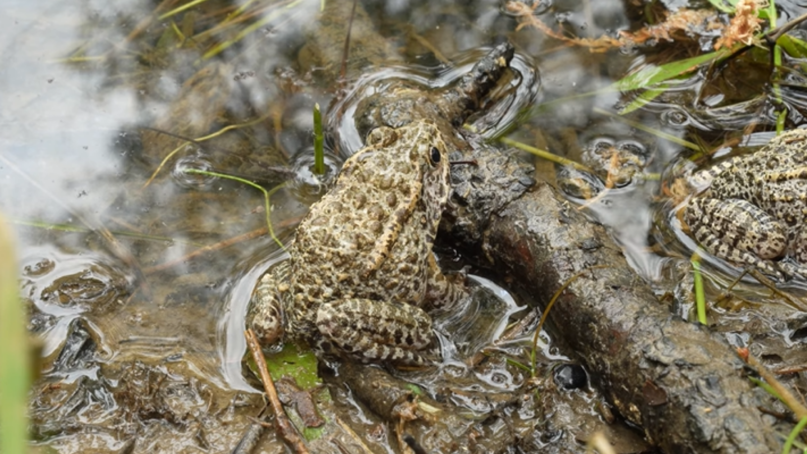 Dusty gopher frog.