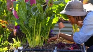 Urban Backyard Gardens, and Homesteads