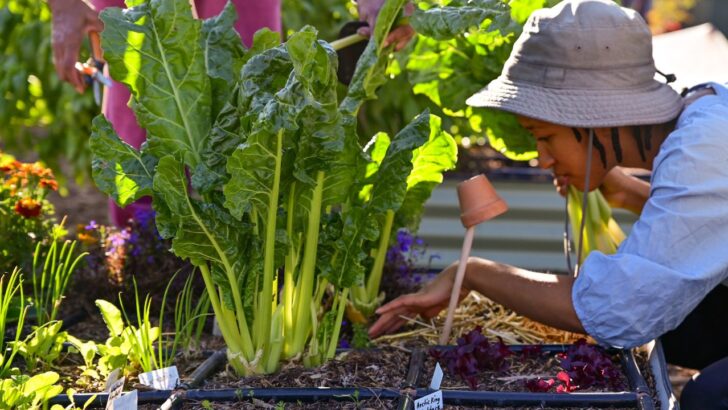 Why Square Foot Gardening is 98% Less Work Than Traditional Methods