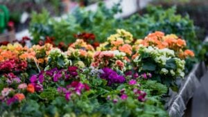 Vibrant display of flowering Begonia hiemalis and Primula acaulis plants in a greenhouse. Potted ornamental flowers in various colors.