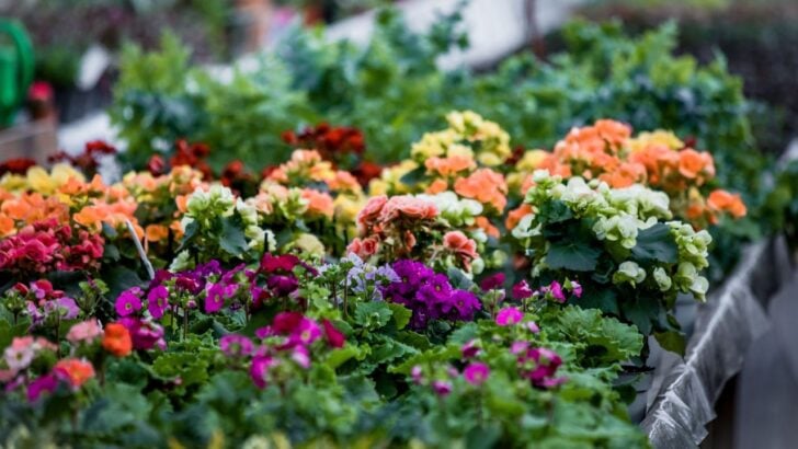 8 Fall Perennial Planting Mistakes That Waste Hundreds of Dollars Every Year