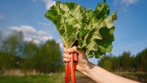 Women's hands hold cut rhubarb stalks. Woman harvesting rhubarb leaves. Harvesting rhubarb in the garden. Picking rhubarb, green harvest.