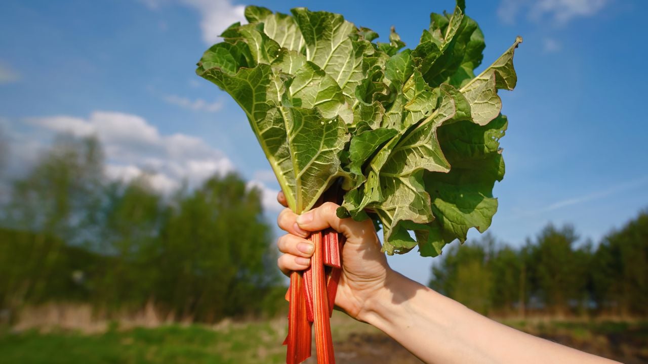 Women's hands hold cut rhubarb stalks. Woman harvesting rhubarb leaves. Harvesting rhubarb in the garden. Picking rhubarb, green harvest.