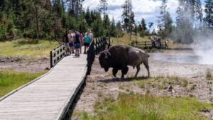 Wyoming, UA - June 28, 2021: Bison walks across a tourist boardwalk path in the mud volcano area of Yellowstone National Park, as tourists take photos