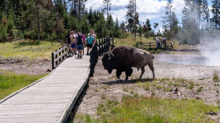Video Shows Child Dangerously Close to a Bison, Thankfully It Doesn’t Charge