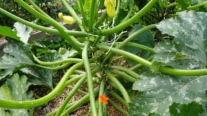 Zucchini cultivation in raised beds. Zucchini with stake for vertical growth. zucchini fruit