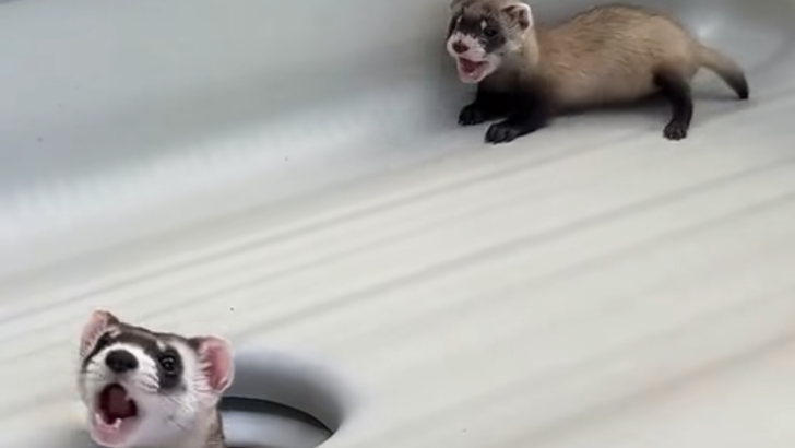Endangered Black-Footed Ferret Mama Gives Her Kit The Cutest Surprise