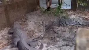 alligator in backyard