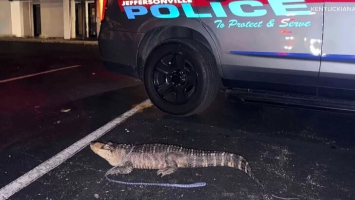 Indiana Wildlife Expert Wrangles 5-Foot Alligator in High Heels After Police Find It Outside Law Office