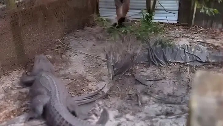 Florida Man Found Guilty After Cops Found 9-Foot Alligator During an Illegal Dog Fighting Raid