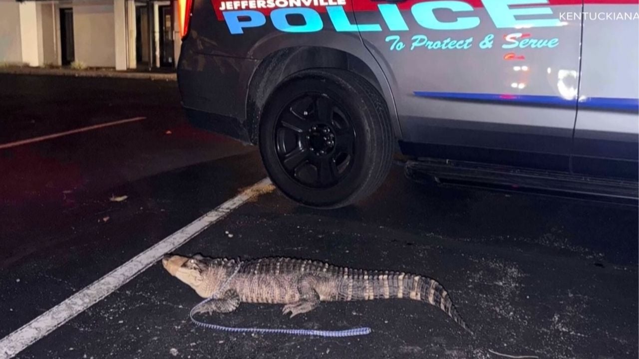 Indiana Wildlife Expert Wrangles 5-Foot Alligator in High Heels After Police Find It Outside Law Office