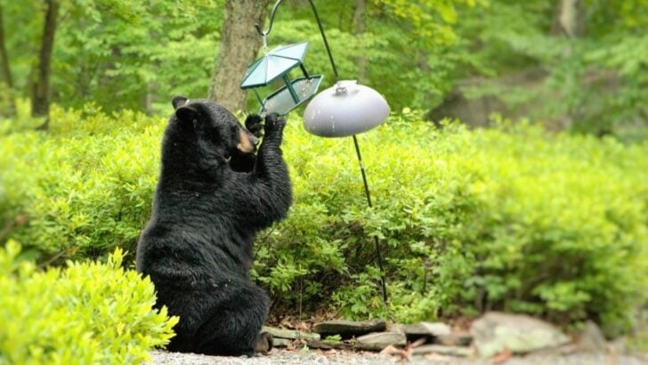 Colorado Bear Reports Almost Double as Drought Pushes Them Into Neighborhoods