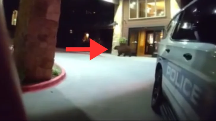 Bear Checks into Colorado Lodge to Feast On M&Ms Before Leaving Peacefully