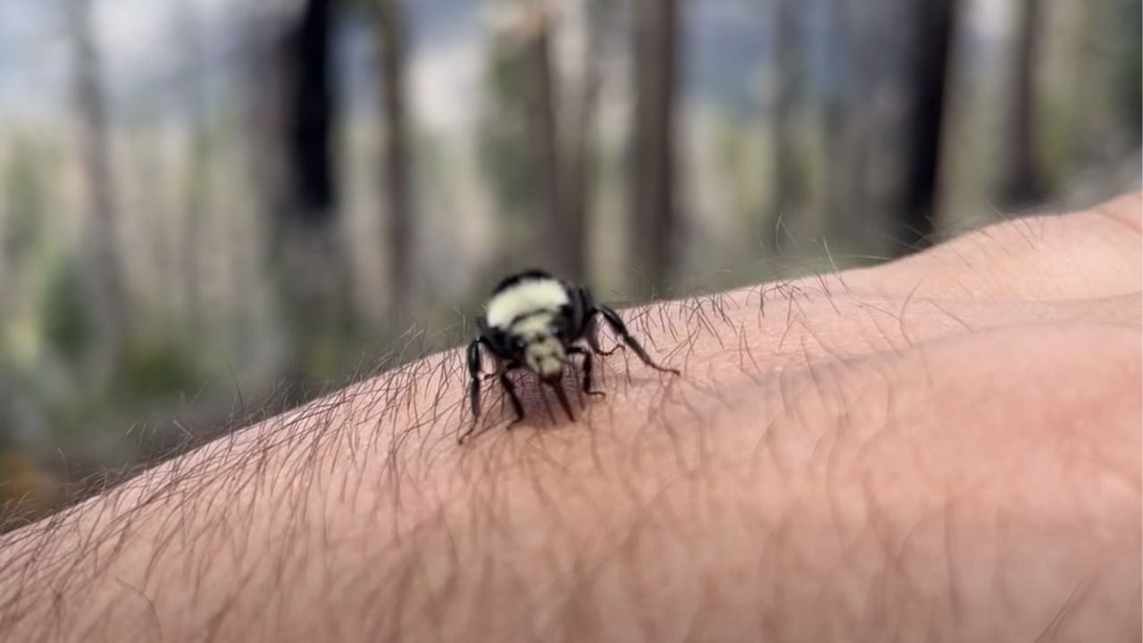 California Wildlife Employee ‘BeeFriends' Insect in Cute Video