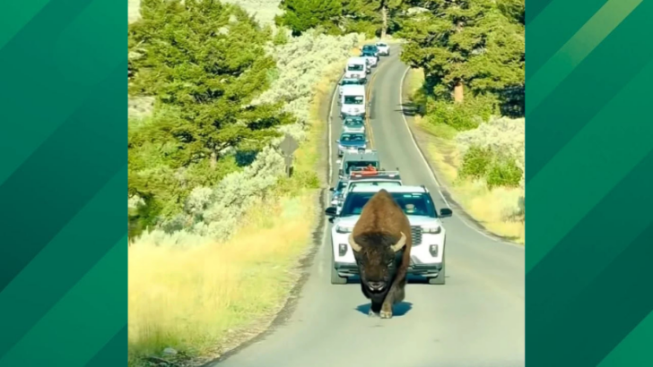 Yellowstone Bison Claims the Road and Reminds Everyone Who Has the Right of Way