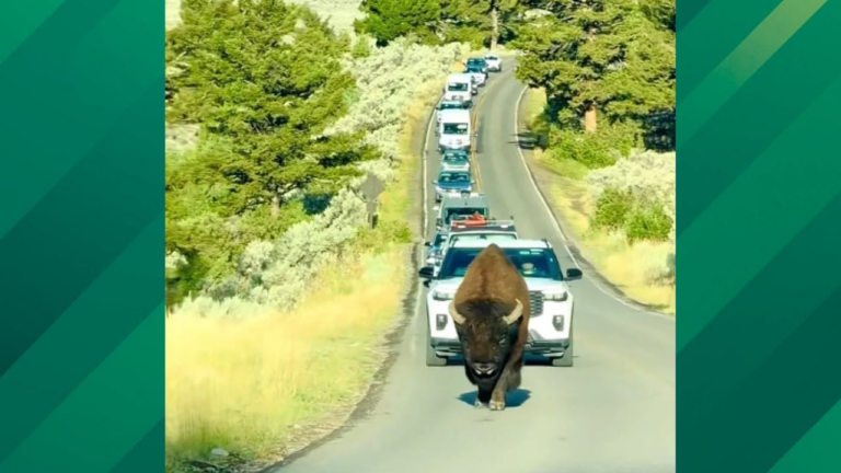 bison blocking traffic yellowstone.