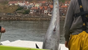 bluefin tuna