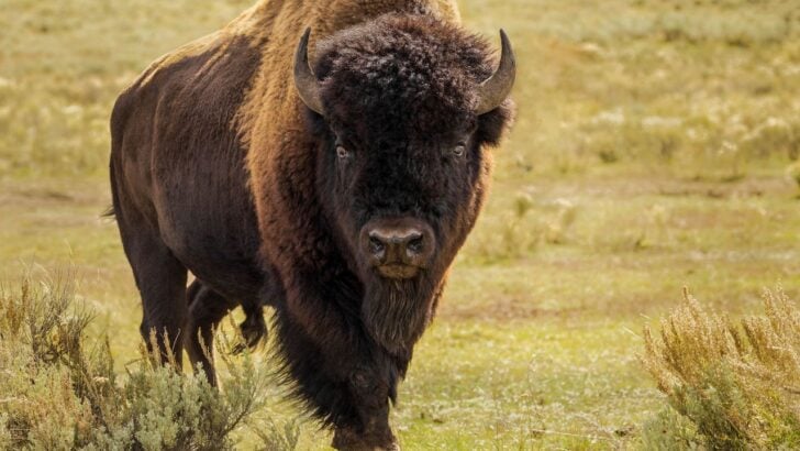 National Park Service Warns Visitors to ‘Pspspspsps’ Responsibly (AKA Stay Away from the Cute Animals)