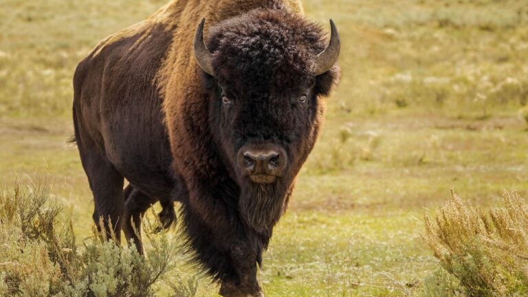 close-up of a bull bison