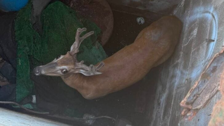 Deer Falls 12 Feet Into an Abandoned Well, Prompting an Unusual New Jersey Rescue