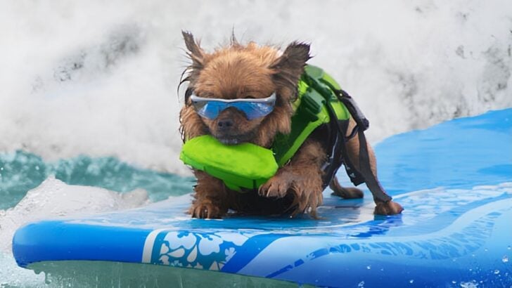 Surfing Dogs Took Over a California Beach for World Championships