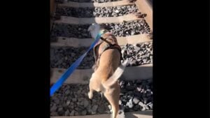 dog-train