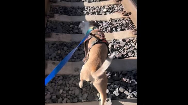 A Lost Dog Miraculously Survives Nearly 2 Days in San Francisco Train Tunnel